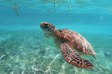 turtle-webp